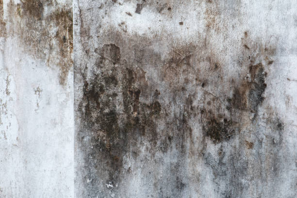 Best Air Quality Testing for Mold Spores  in Cornwall On Hudson, NY