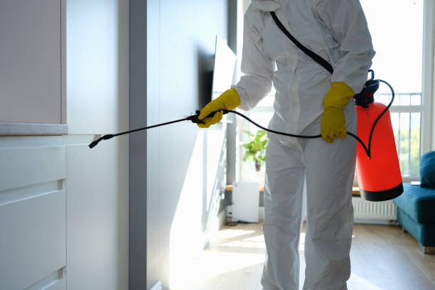Best Attic Mold Removal  in Cornwall On Hudson, NY