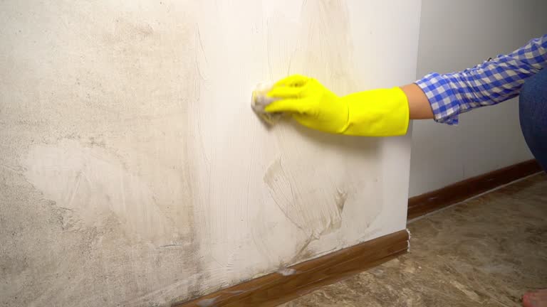 Best Basement Mold Removal  in Cornwall On Hudson, NY