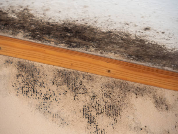 Best Mold Damage Restoration  in Cornwall On Hudson, NY
