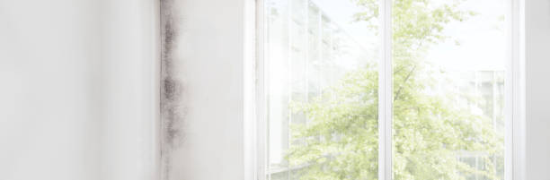  Cornwall On Hudson, NY Mold Removal Pros